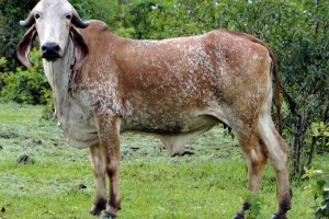 Rainha do Pantanal