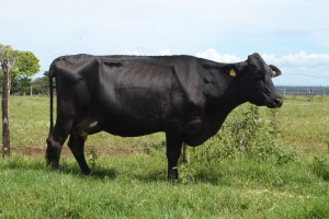 Jaqueira Gnomo FZD