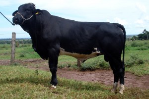 Pinhão Juvenil