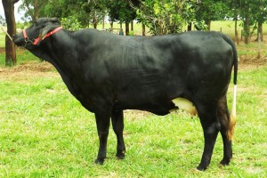 Vaca 1-2 LF -Filha do Astro -Prenha do Juneau - PP10-07