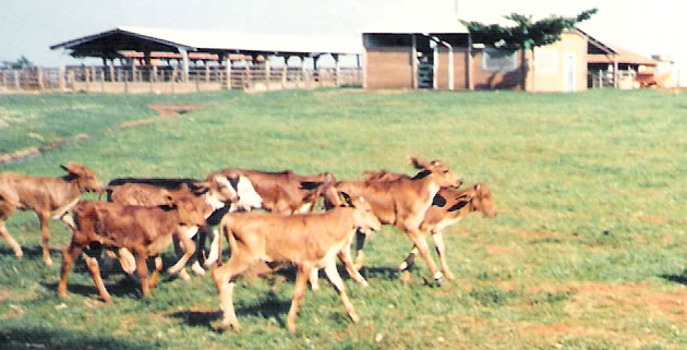 Fazenda 1992